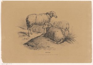 Quatro ovelhas Pictura (título da série no objeto) de Carel Christiaan Antony Last