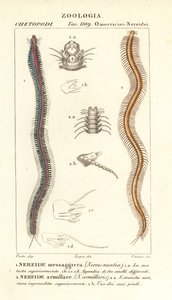 Nereida dentada, Perinereis nuntia 1 e nereida, Syllis armillaris 2