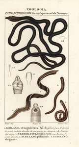 Verme de cadarço, Lineus longissimus 1, Borlasia angliae 1, verme probóscide, Cerebratulus bilineatus 2, Cerebratulus bilineatus 2, verme de fita, Tubulanus polimorphus 3, Tubulanus elegans 4