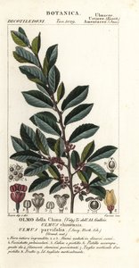 Olmo chinês ou olmo lacebark, Ulmus parvifolia, Ulmus chinensis, Olmo della China