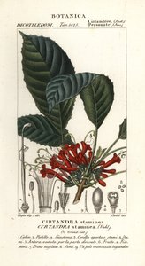 Cyrtander plant, Cyrtandra staminea, Cirtandra staminea