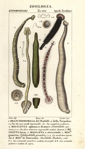 Sanguessugas de peixe e sanguessugas de água doce: Branchiobdellida 1, Pontobdella spinosa 2, Whitmania laevis 3, Hirudo vittata 4, Piscicola geometra 5, Ichthyobdella geometra 5, Geobdella trochetii 6