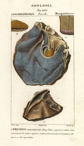 Fóssil de espécies de ostras extintas, Trihites plati