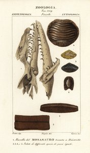 Crânio fóssil de um Mosossauro extinto encontrado em Maastricht 1, e paladares de peixes extintos 2-5