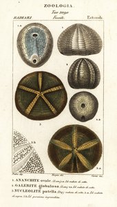Fósseis de ouriços-do-mar extintos: Echinocorys (Ananchites) 1, Galerites globulosus 2, e Nucleolites patella 3