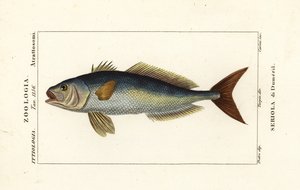 Grande amberjack, Seriola dumerili, Seriola di Dumeril
