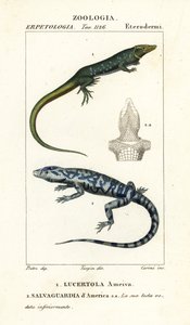 Jungle-runner, Ameiva ameiva,, Lucertola ameiva 1 e golden tegu, Tupinambis teguixin, Safeguard of America