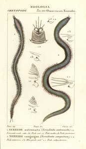 Leodice antenata, Nereidonta antenata 1, e Eunice sanguinea, Nereidonta sanguinea 2