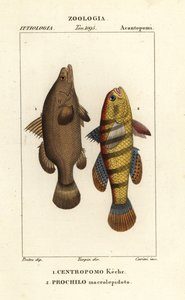 Poleiro do Nilo, Peixe niloticus tardio, peixe ou cadoz, Ophiocara macrolepidota