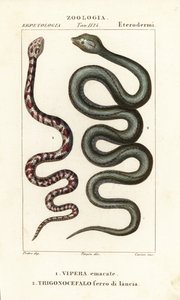 Cobra cuspideira de pescoço anelado, Hemachatus haemachatus 1, e Martinica lancehead, Bothrops lanceolatus 2