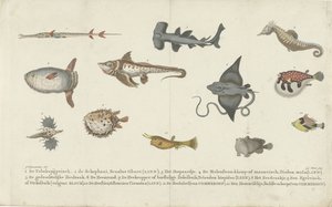 Doze espécies de peixe diferentes de Carl Cristiaan Fuchs