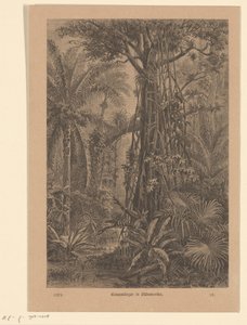 cara do mal Picanços de árvore na América do Sul (título no objeto) de Carl Gottlob Specht