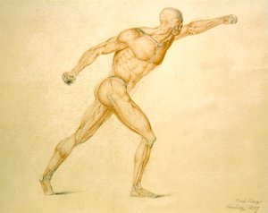 A musculatura anatómica de um homem em pleno alongamento de Carl Haag