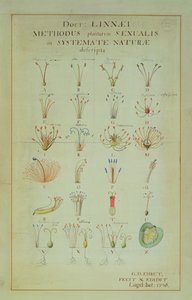 Ilustração do sistema sexual das plantas de Linnean (gravura colorida) de Carl Linnaeus