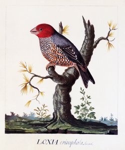 Loxia erythrocephala (Amadina erythrocephala), tentilhão-de-cabeça-vermelha, aguarela de Carl Linnaeus