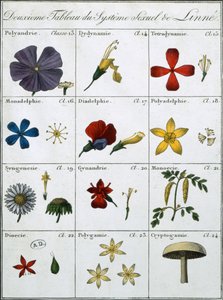 Segunda Tabela do Sistema Sexual de Plantas Lineanas de Carl Linnaeus