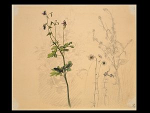 Akeléia, margarida, alho-porro e verónica