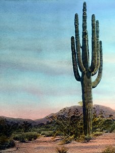 Estados Unidos da América, Arizona, Cato gigante no deserto de Sonora, data da imagem: cerca de 1920. Arquivo Carl Simon de Carl Simon