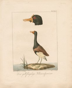 Jacana de asa amarela (litografia colorida à mão) de Carl Wilhelm Hahn