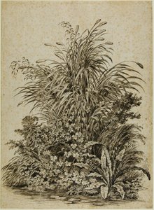 Plantas à beira da água de Carl Wilhelm Kolbe the elder
