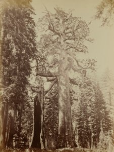Grizzly Giant, Mariposa Grove de Carleton E. Watkins