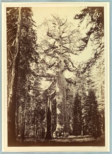 O gigante pardo, Mariposa Grove, Yosemite de Carleton E. Watkins