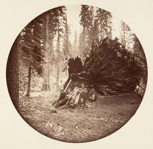 Asa da Águia - Calaveras Grove, ca. 1878.