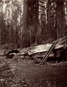 Pai da Floresta, 1865-66, impresso ca. 1876.