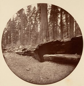 Floresta. de Carleton Emmons Watkins