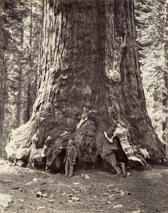 Floresta. de Carleton Emmons Watkins