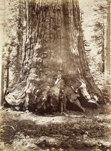 Seção do Grizzly Giant com Galen Clark, Mariposa Grove, Yosemite, 1865-66 de Carleton E. Watkins
