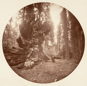 O Pai da Floresta - O Lado Traseiro do Cavalo. Calaveras Grove, c. 1878.