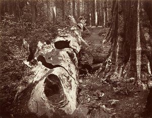 Floresta. de Carleton Emmons Watkins