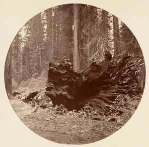 O Pai da Floresta 450 pés C. Grove, ca. 1878. de Carleton Emmons Watkins