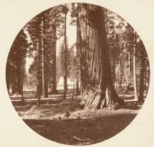O Mammoth Grove Hotel do Grove - Calaveras, ca. 1878. de Carleton Emmons Watkins