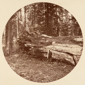 A Cabana dos Mineiros - Calaveras Grove, ca. 1878. de Carleton Emmons Watkins