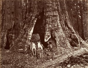 O Tripé, 94 pés de circunferência, 1865-66, impresso ca. 1876. de Carleton Emmons Watkins