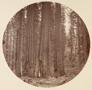 [Parque Nacional de Yosemite, Califórnia], c. 1878. de Carleton Emmons Watkins