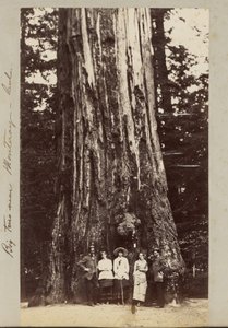 Árvores grandes perto de Monteray [sic] - Cal. de Carleton Watkins
