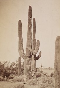 [Cato] de Carleton Watkins