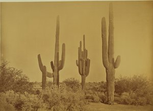 [Cato, Arizona - Cereus Giganteus] de Carleton Watkins