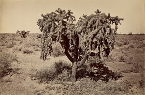 [Cato, deserto do Arizona] de Carleton Watkins