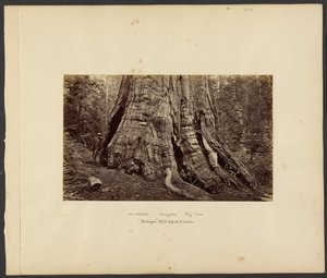 [Califórnia - Mariposa Big Trees, "Washington" 270 ft. High, 92 ft. Circum.] de Carleton Watkins