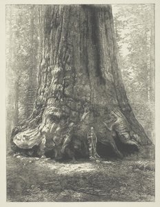 Cópia de "Galen Clark Before the Grizzly Giant", de Carleton Watkins. de Carleton Watkins