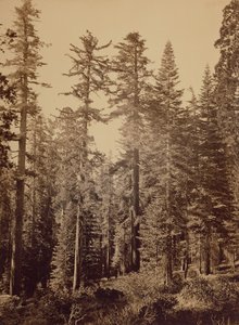 [Cena da floresta] / [Pinheiros de açúcar] de Carleton Watkins