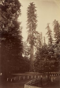 Redwood gigante, Santa Cruz de Carleton Watkins