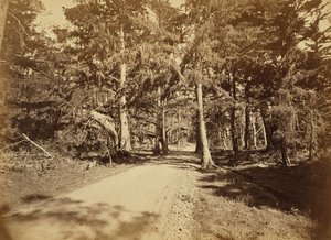[Monterey, Califórnia. Moss Avenue, 18 Mile Drive.] de Carleton Watkins