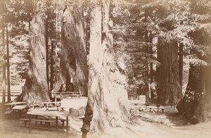  de Carleton Watkins