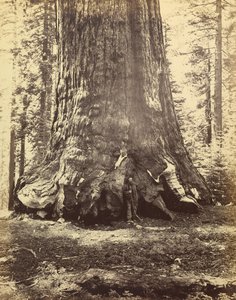 [Secção do Gigante Grizzly] de Carleton Watkins