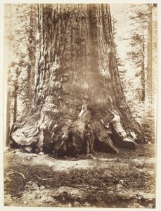 Seção do Grizzly Giant com Galen Clark, Mariposa Grove, Yosemite de Carleton Watkins